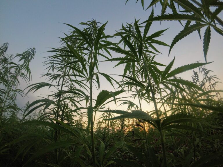 Industrial Hemp as a sustainable substitute for native timber logging
